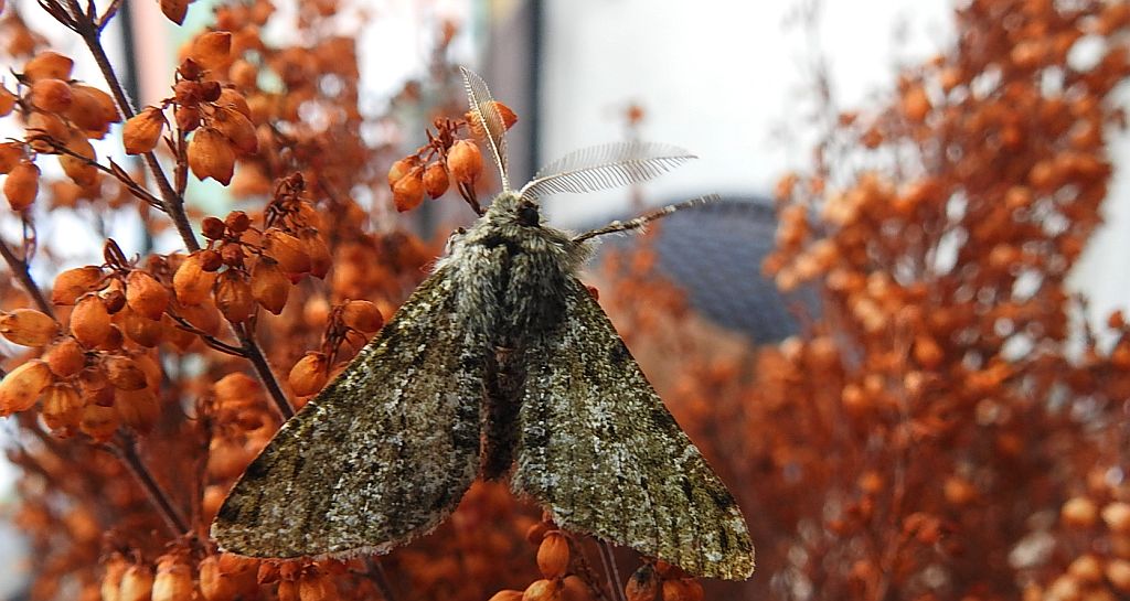 Włochacz naśnieżek (Phigalia pilosaria)