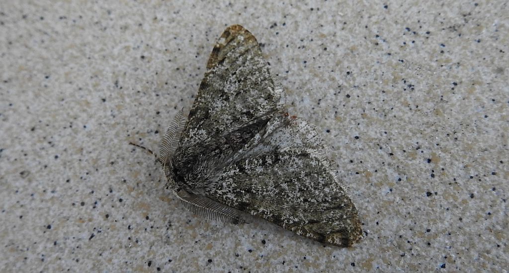 Włochacz naśnieżek (Phigalia pilosaria)