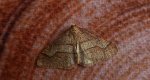 Zimowek obrzeżek (Agriopis marginaria)