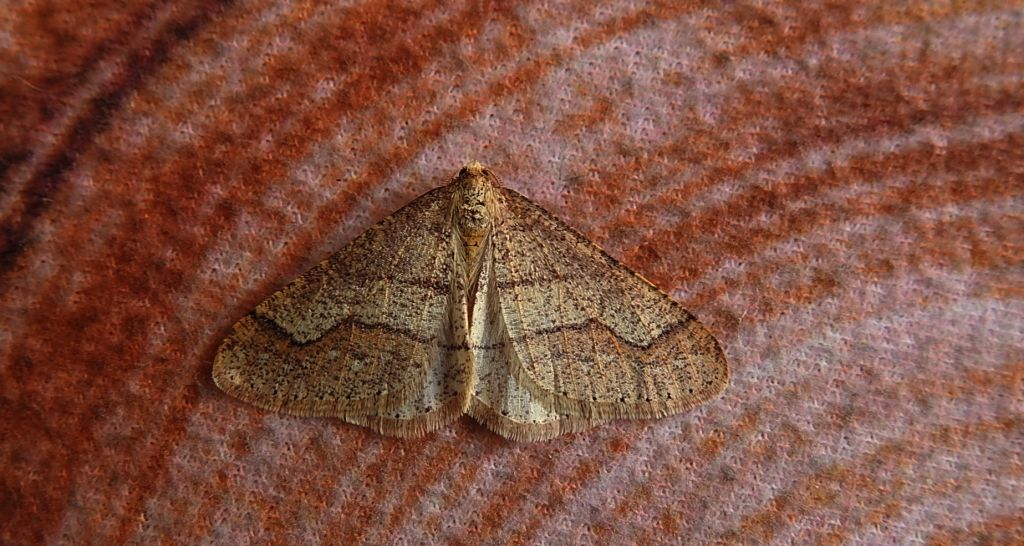 Zimowek obrzeżek (Agriopis marginaria)
