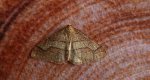 Zimowek obrzeżek (Agriopis marginaria)