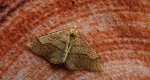 Zimowek obrzeżek (Agriopis marginaria)