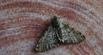 Włochacz naśnieżek (Phigalia pilosaria)