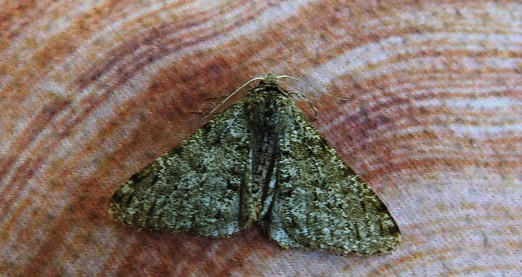 Włochacz naśnieżek (Phigalia pilosaria)