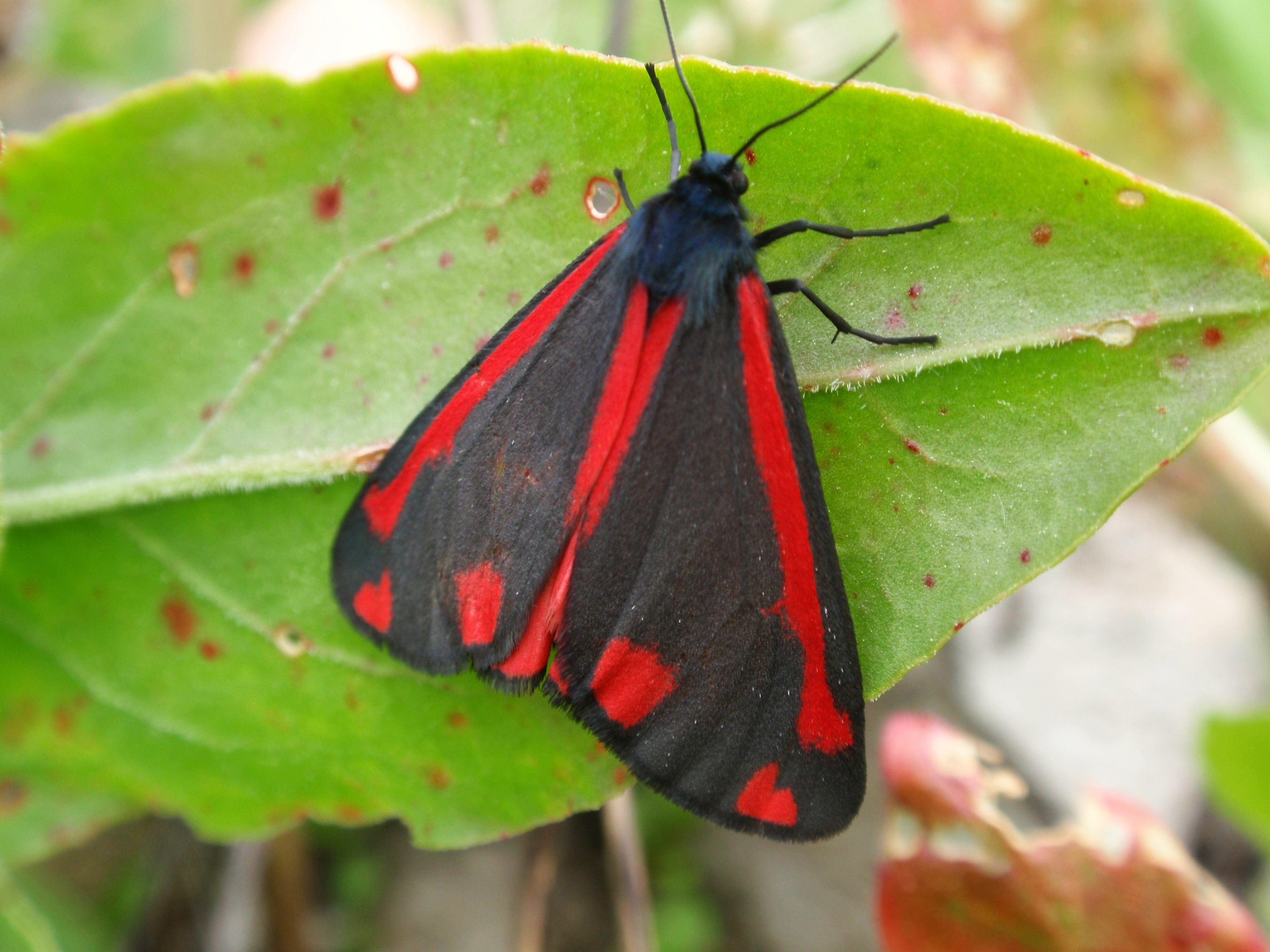Proporzyca marzymłódka (Tyria jacobaeae)