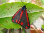 Proporzyca marzymłódka (Tyria jacobaeae)