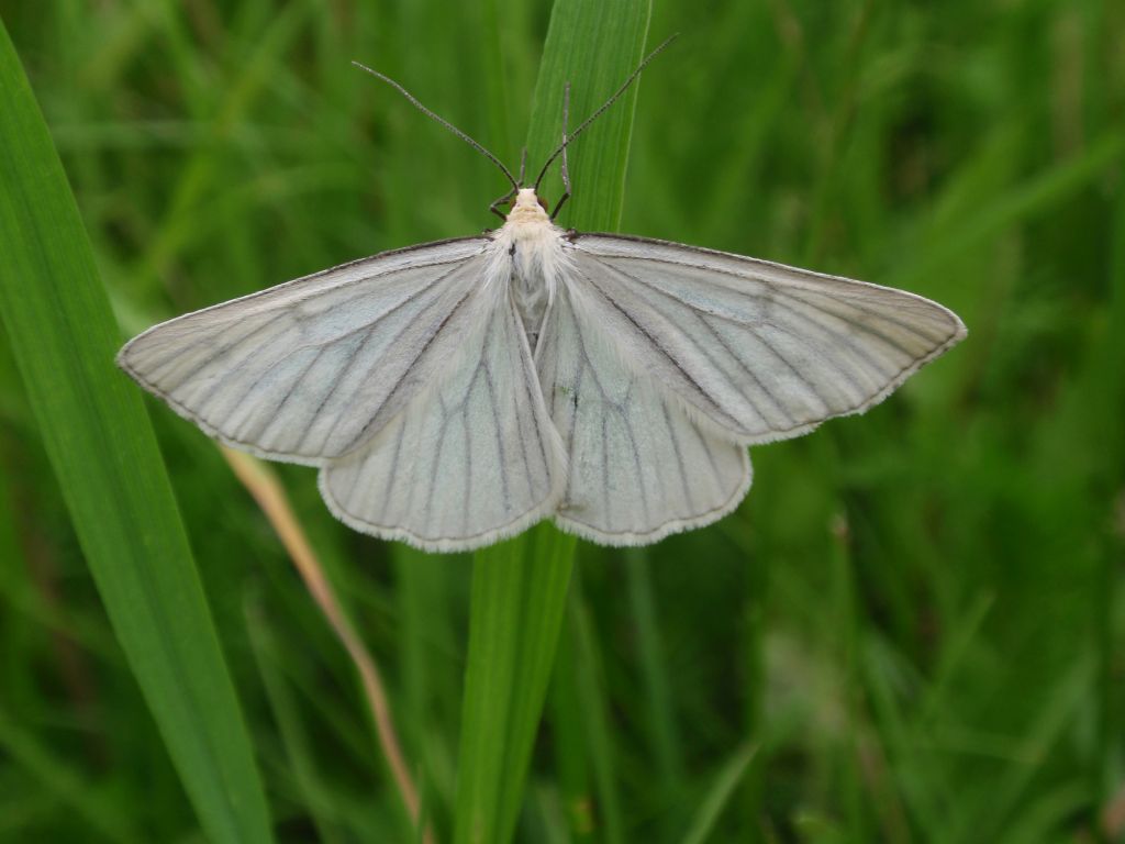 Dyblik liniaczek (Siona lineata)