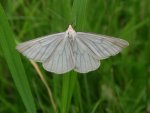 Dyblik liniaczek (Siona lineata)