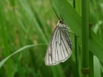 Dyblik liniaczek (Siona lineata)