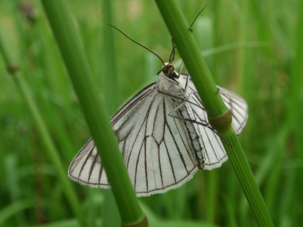 Dyblik liniaczek (Siona lineata)