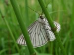 Dyblik liniaczek (Siona lineata)