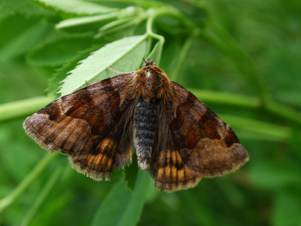 Wygłoba koniczynówka (Euclidia glyphica)