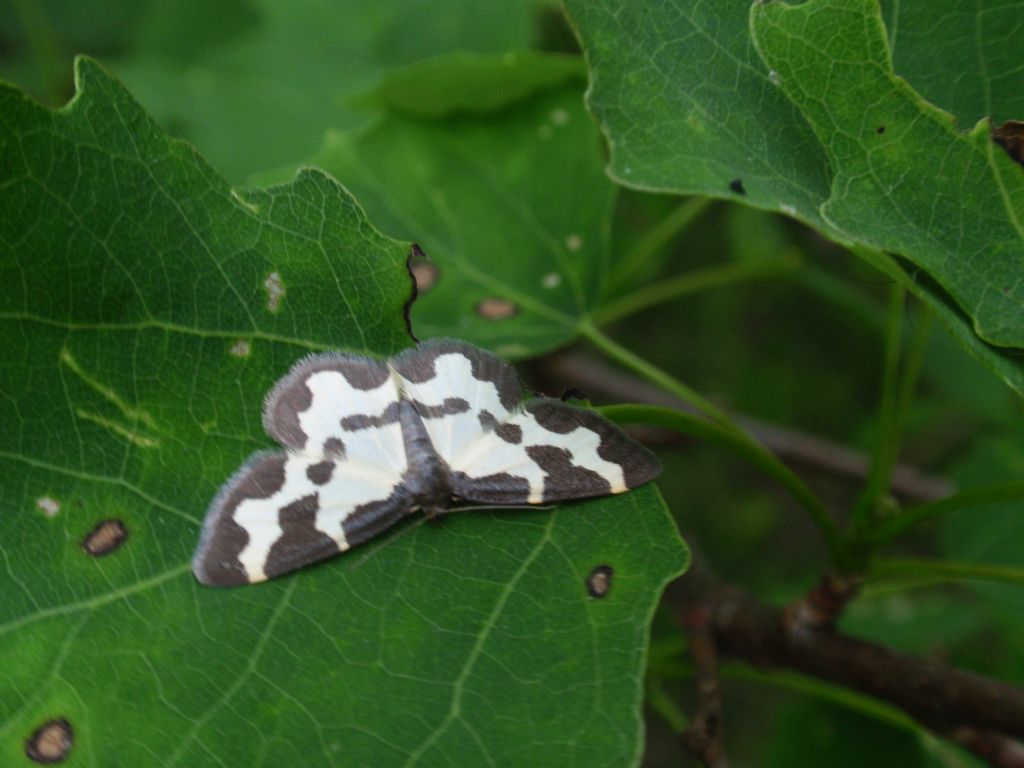 Plamieniec nabuczak (Lomaspilis marginata)