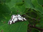 Plamieniec nabuczak (Lomaspilis marginata)