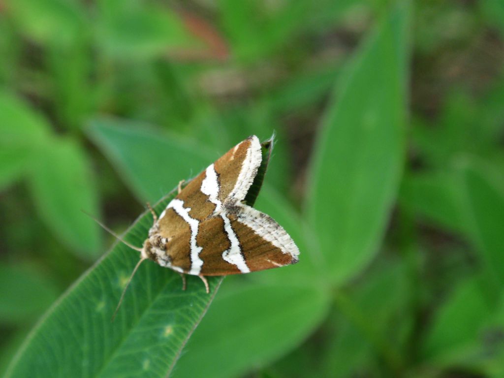 Deltote bankiana
