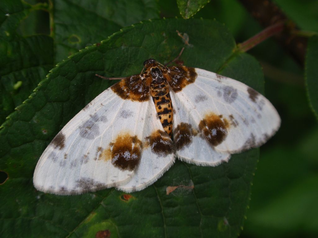 Plamiec leśniak (Calospilos sylvata)