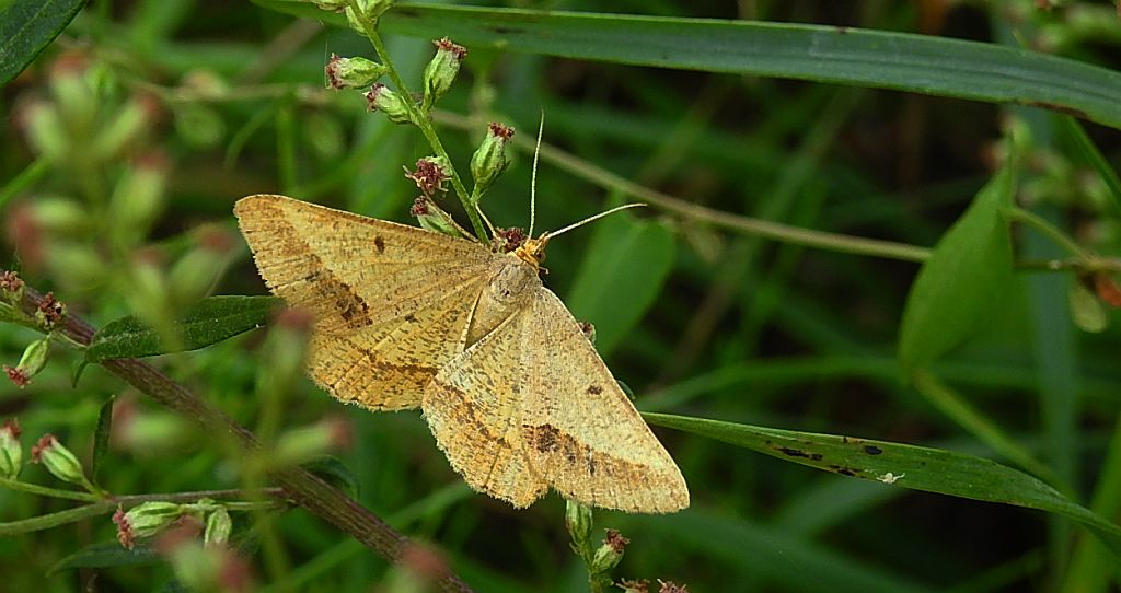 Witalnik piaskowiak (Isturgia arenacearia) albo  przylepek puszak (Selidosema brunnearia)