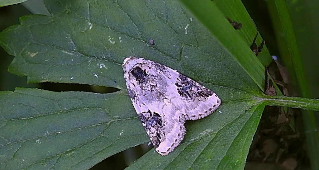 Pseudeustrotia candidula