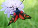 Kraśnik pięcioplamek (Zygaena trifolii)
