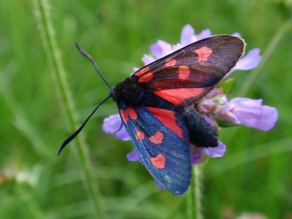 Kraśnik pięcioplamek (Zygaena trifolii)