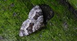 Paśnik jednozębik (Euphyia unangulata)