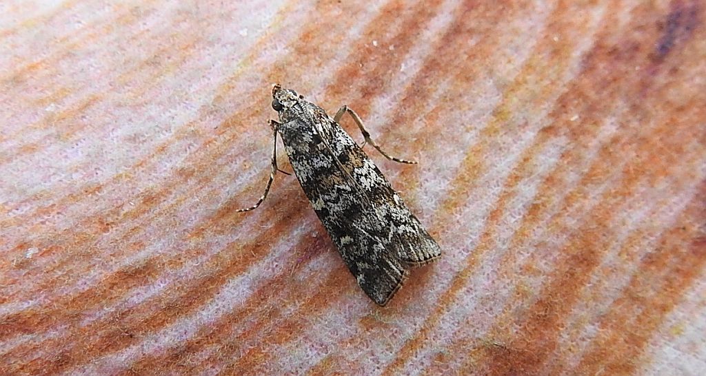 Dioryctria abietella