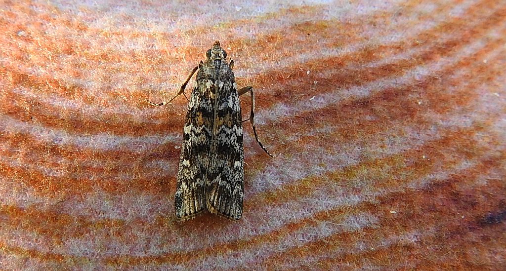 Dioryctria abietella