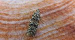 Dioryctria abietella