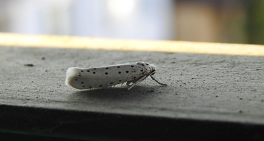 Namiotnik trzmieliniaczek (Yponomeuta cagnagella)