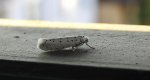 Namiotnik trzmieliniaczek (Yponomeuta cagnagella)