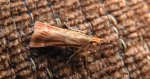 Synaphe punctalis