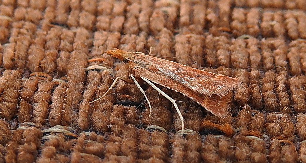 Synaphe punctalis