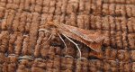 Synaphe punctalis