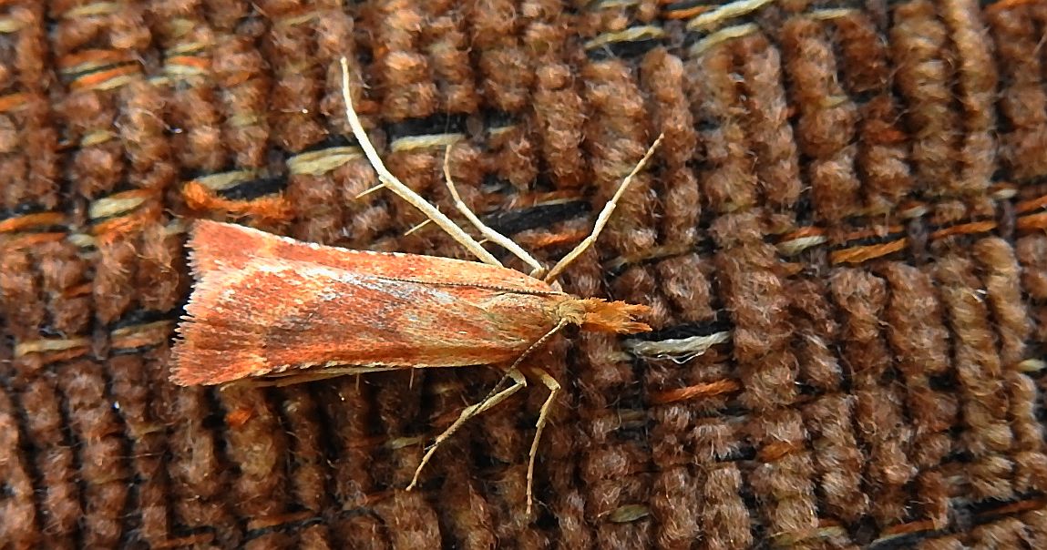 Synaphe punctalis
