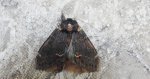 Garbatka dromaderka (Notodonta dromedarius)