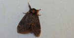 Garbatka dromaderka (Notodonta dromedarius)