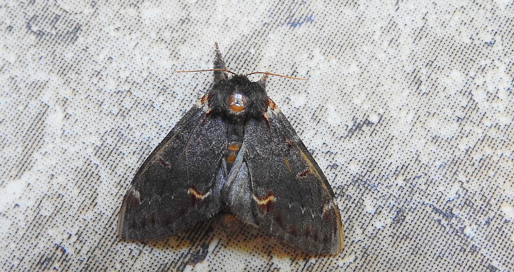 Garbatka dromaderka (Notodonta dromedarius)