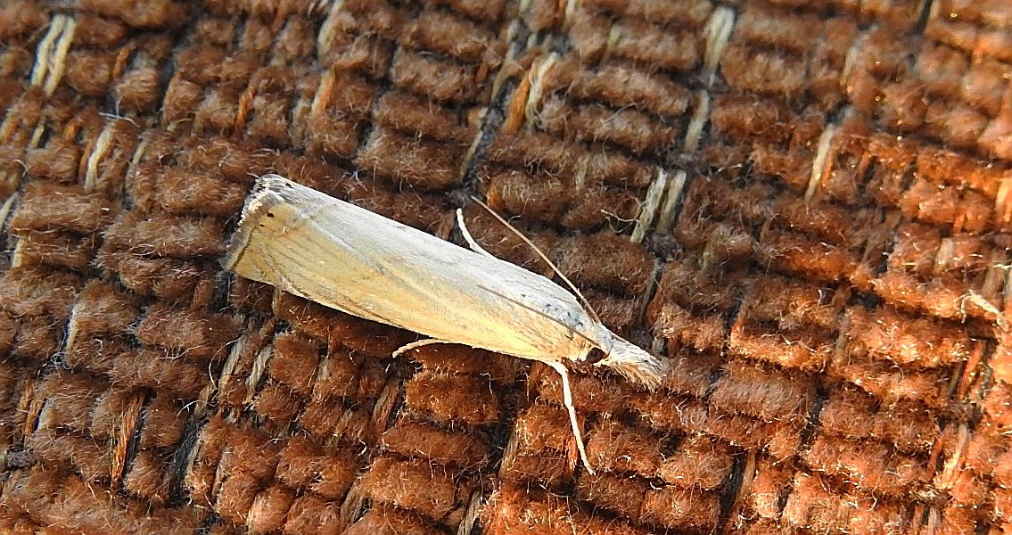 Chrysoteuchia culmella