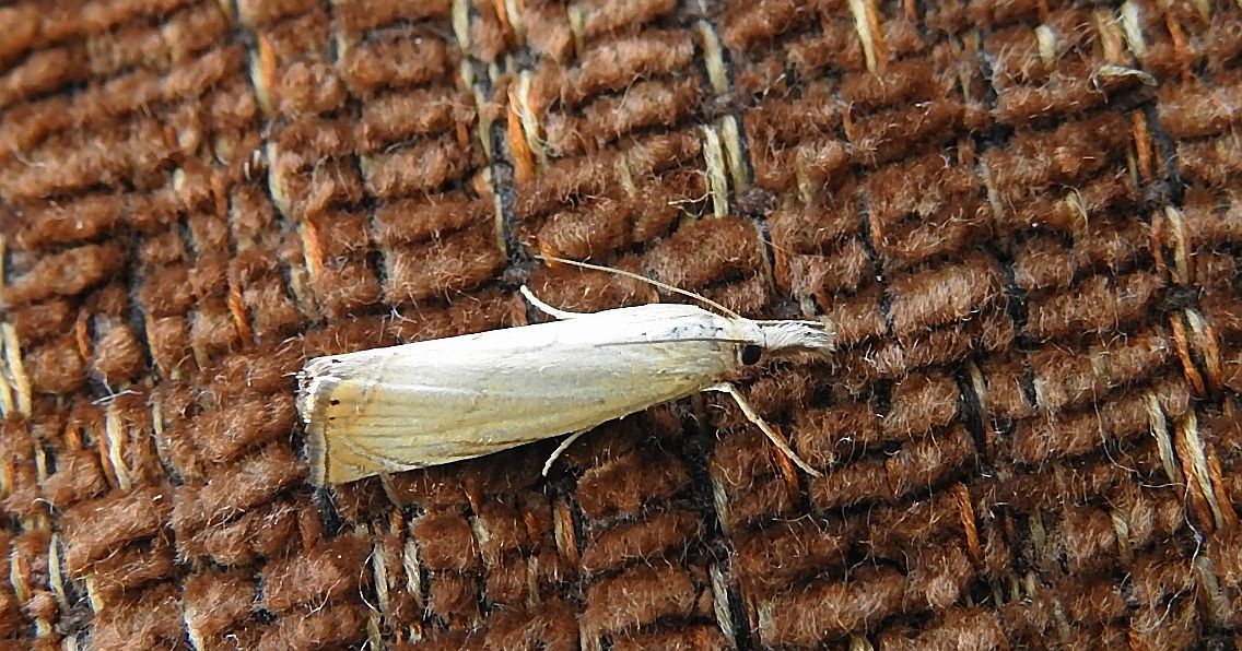 Chrysoteuchia culmella