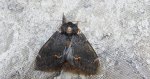 Garbatka dromaderka (Notodonta dromedarius)