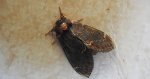 Garbatka dromaderka (Notodonta dromedarius)