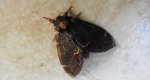 Garbatka dromaderka (Notodonta dromedarius)