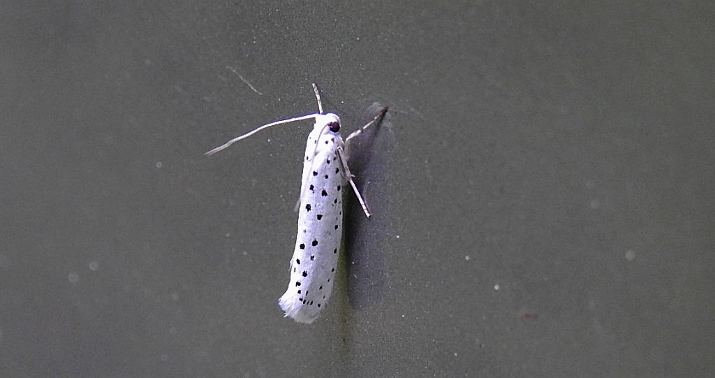 Namiotnik czeremszaczek (Yponomeuta evonymella)