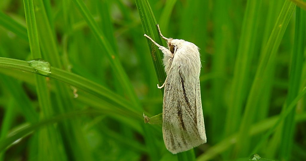 Włócznica białożyłka (Simyra albovenosa)