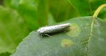 Namiotnik czeremszaczek (Yponomeuta evonymella)