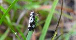 Ethmia quadrillella