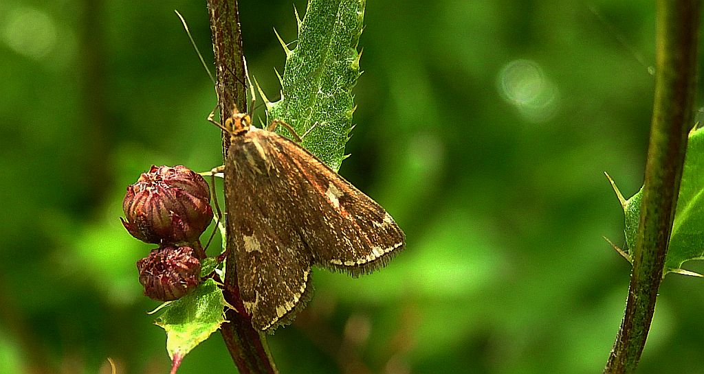 Omacnica byliczanka (Loxostege sticticalis)