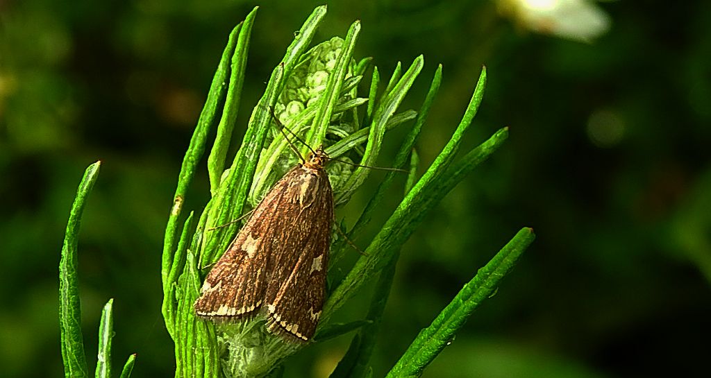 Omacnica byliczanka (Loxostege sticticalis)
