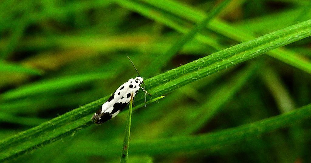 Ethmia quadrillella