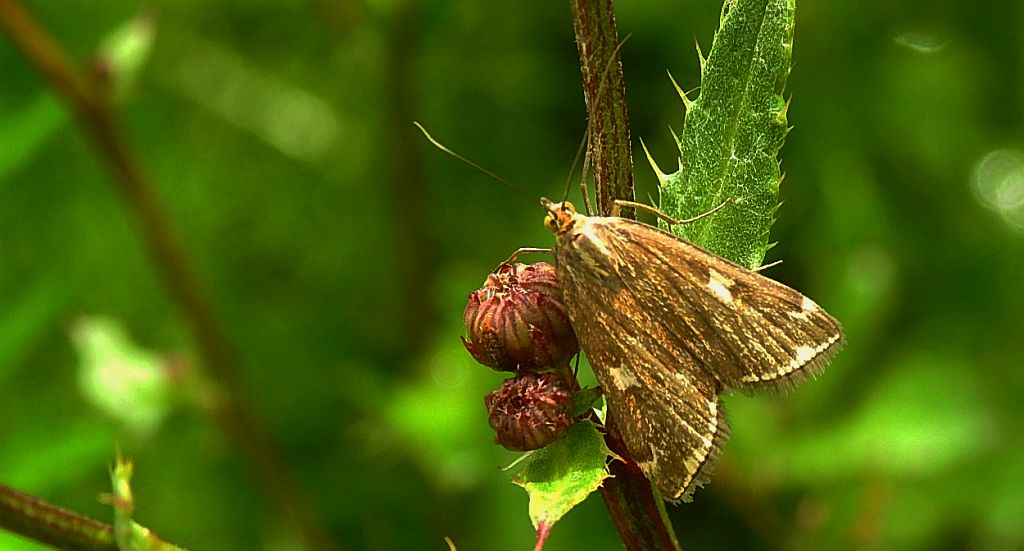 Omacnica byliczanka (Loxostege sticticalis)
